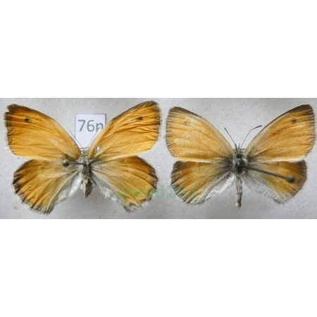 Coenonympha pamphilus (Linnaeus, 1758) pair Strzępotek ruczajnik Czech76n